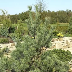 Pinus Wallichiana 'Densa Hill'