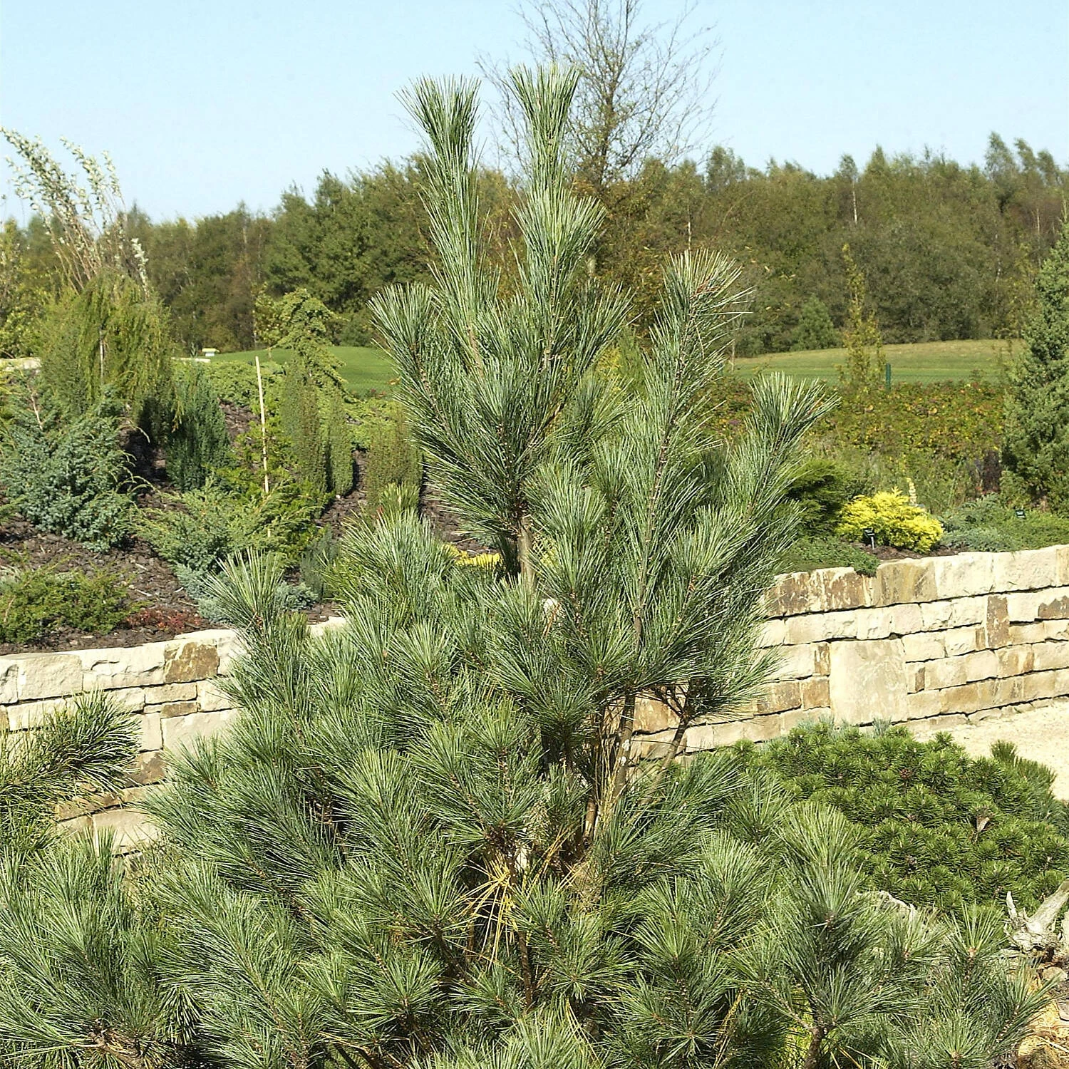 Pinus Wallichiana 'Densa Hill'