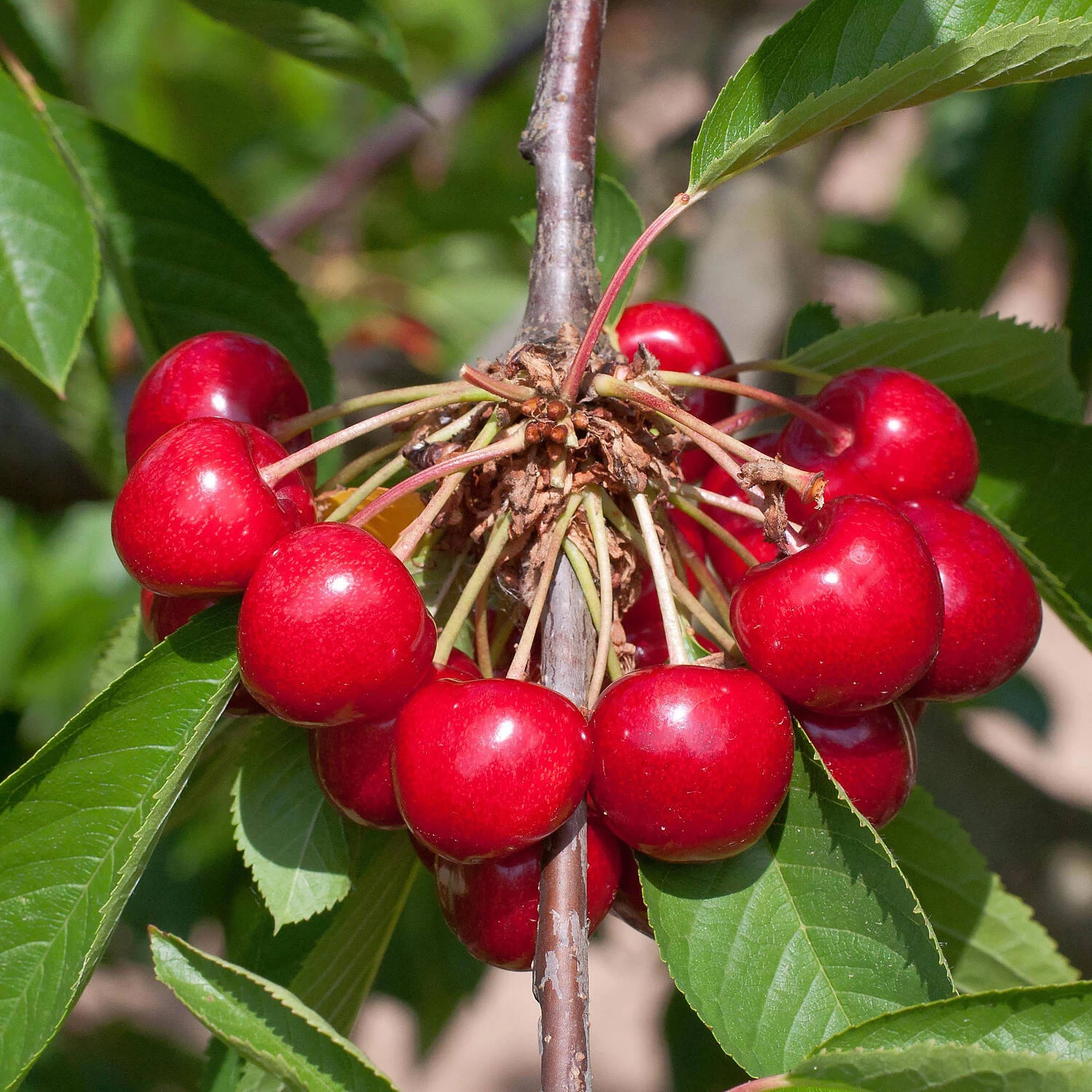 Prunus Avium 'Burlat'