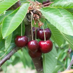Prunus Avium 'Große Schwarze Knorpelkirsche'