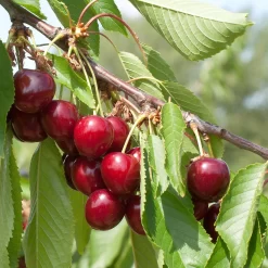 Prunus Avium 'Hedelfinger'