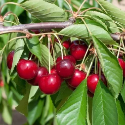 Prunus Avium 'Van'