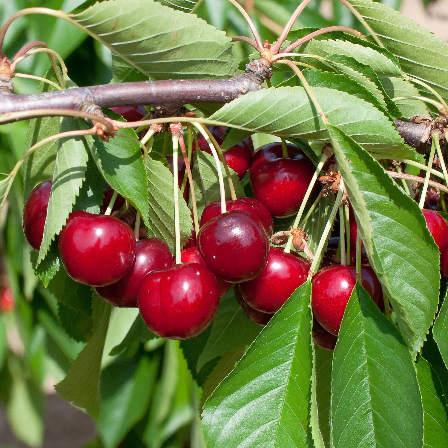 Prunus Avium 'Van'