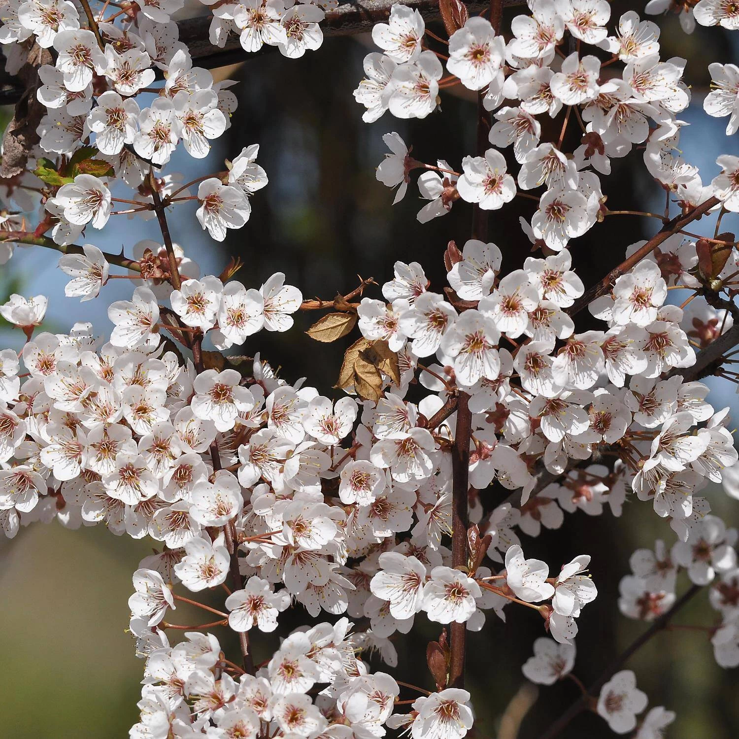 Prunus Cerasifera 'Hollywood'
