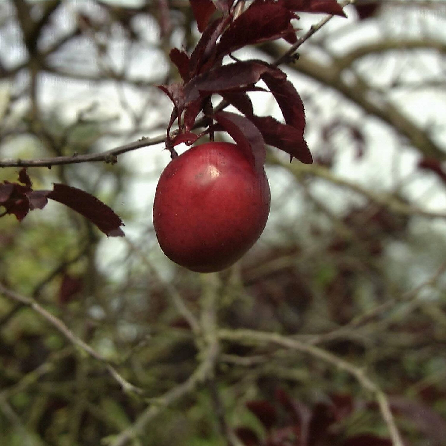 Prunus Cerasifera 'Hollywood' – Bild 3