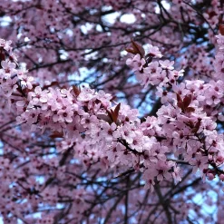 Prunus Cerasifera 'Nigra'
