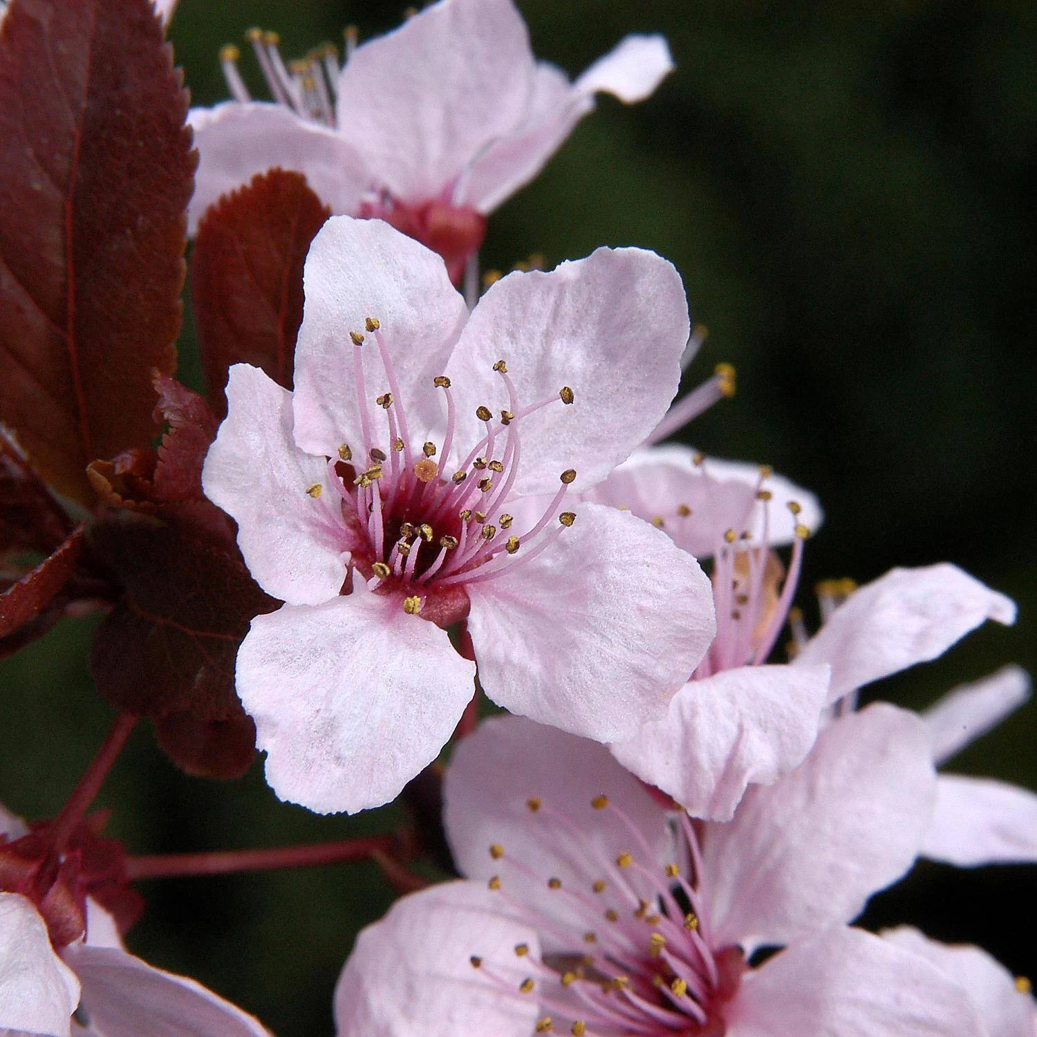 Prunus Cerasifera 'Nigra' – Bild 2