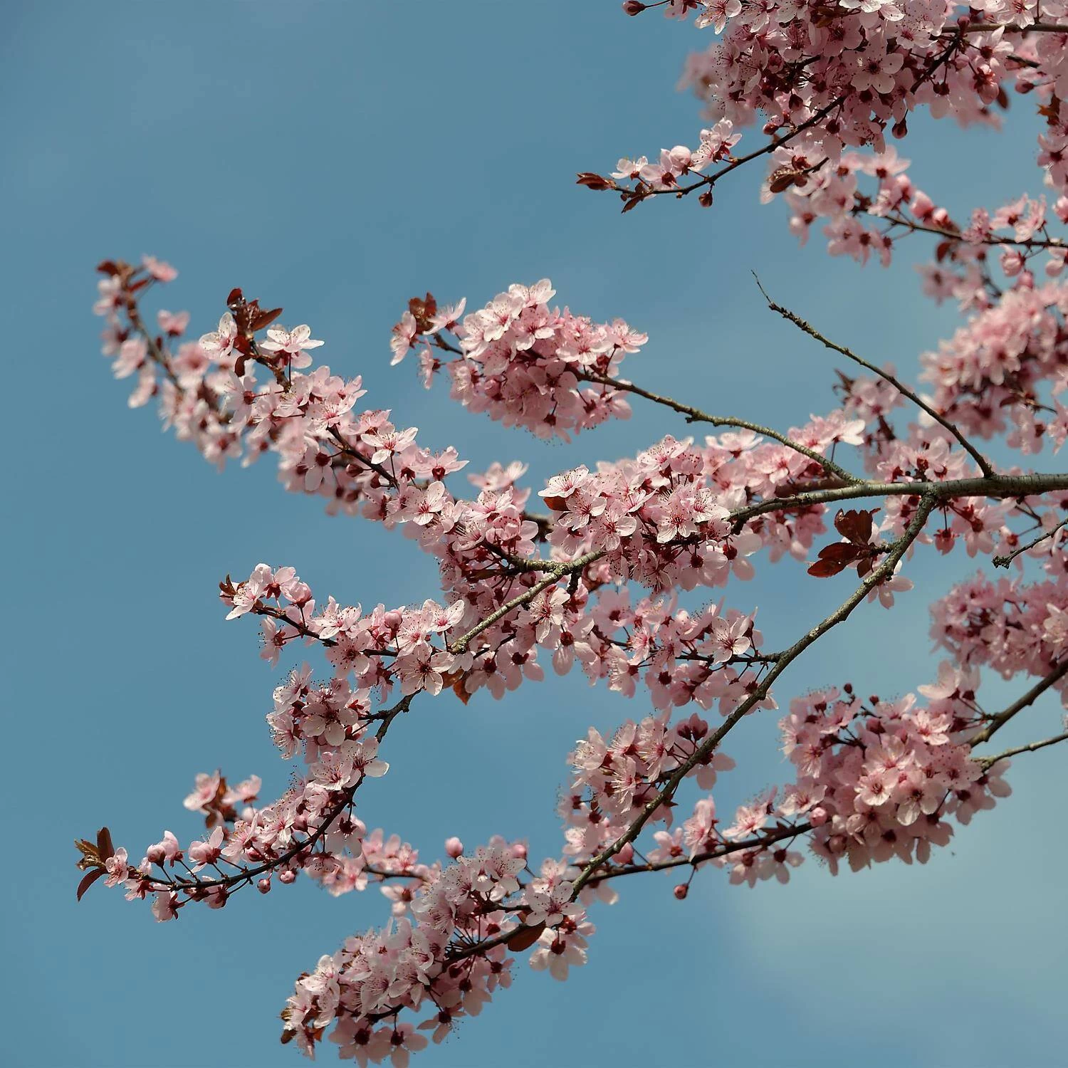 Prunus Cerasifera 'Nigra' – Bild 4