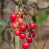 Prunus Cerasus 'Morellenfeuer'