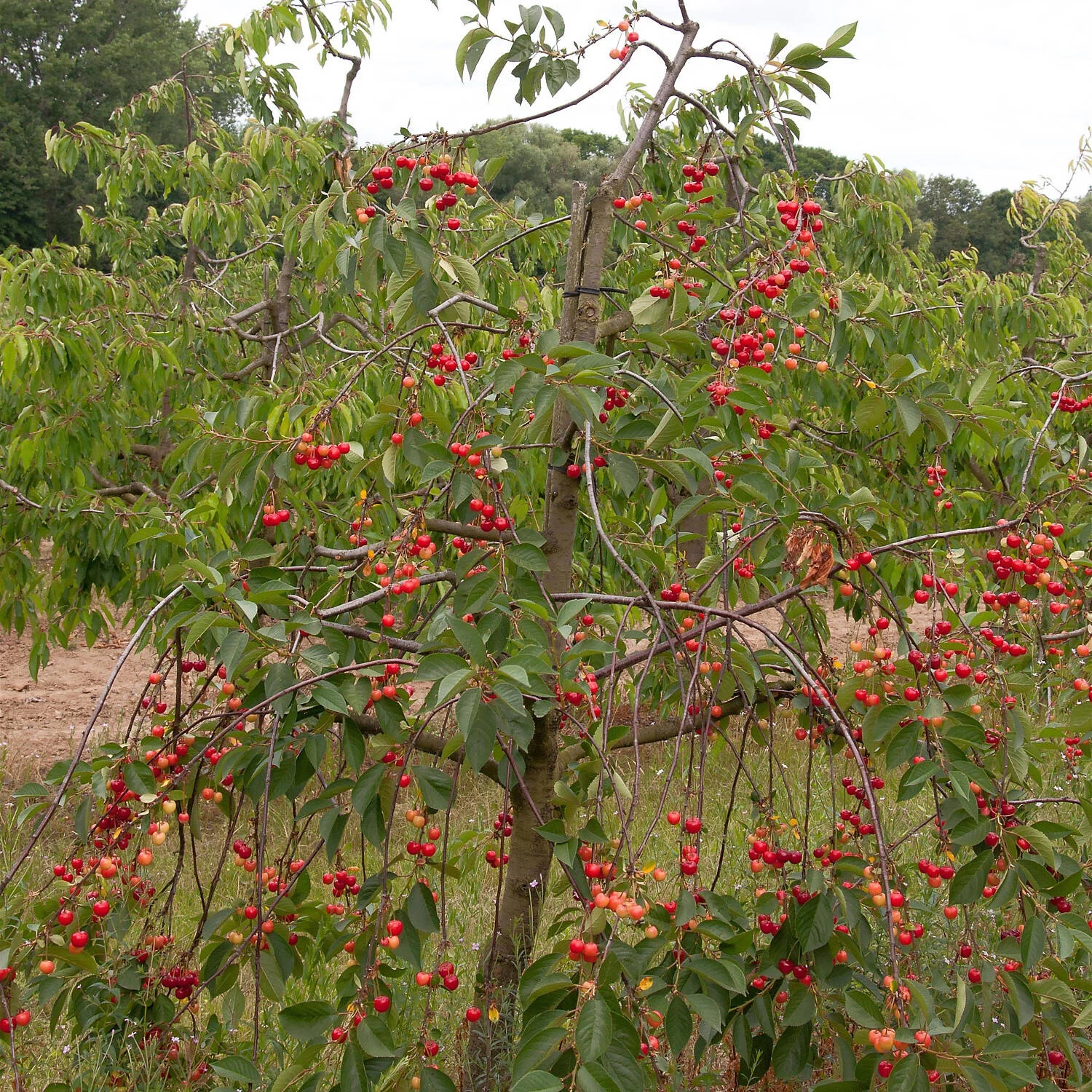 Prunus Cerasus 'Morellenfeuer' – Bild 2
