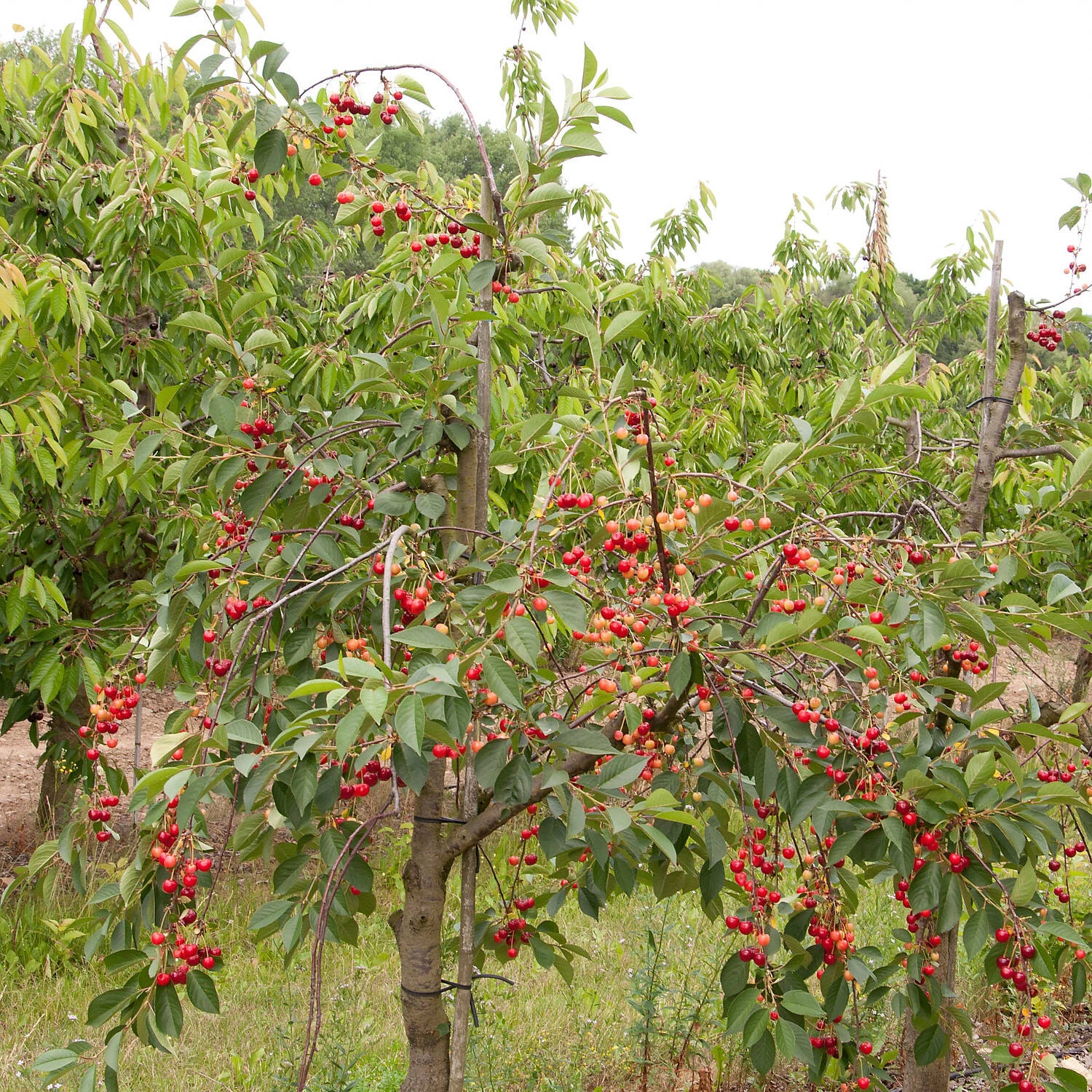 Prunus Cerasus 'Schattenmorelle'