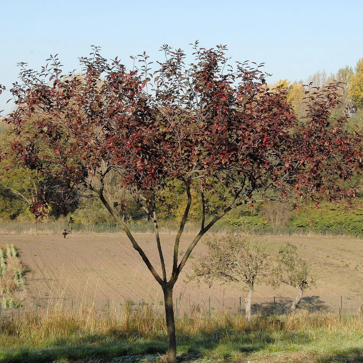 Prunus Cistena – Bild 2