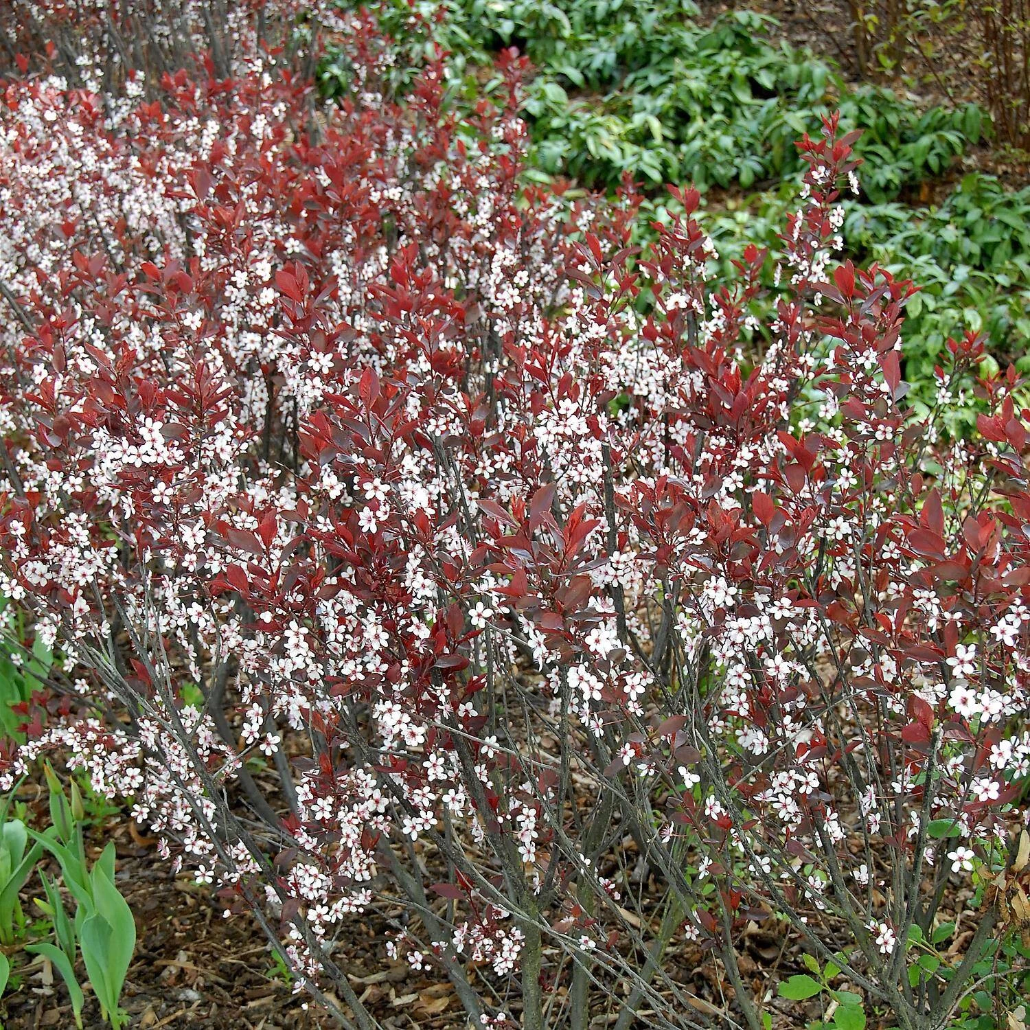 Prunus Cistena – Bild 3