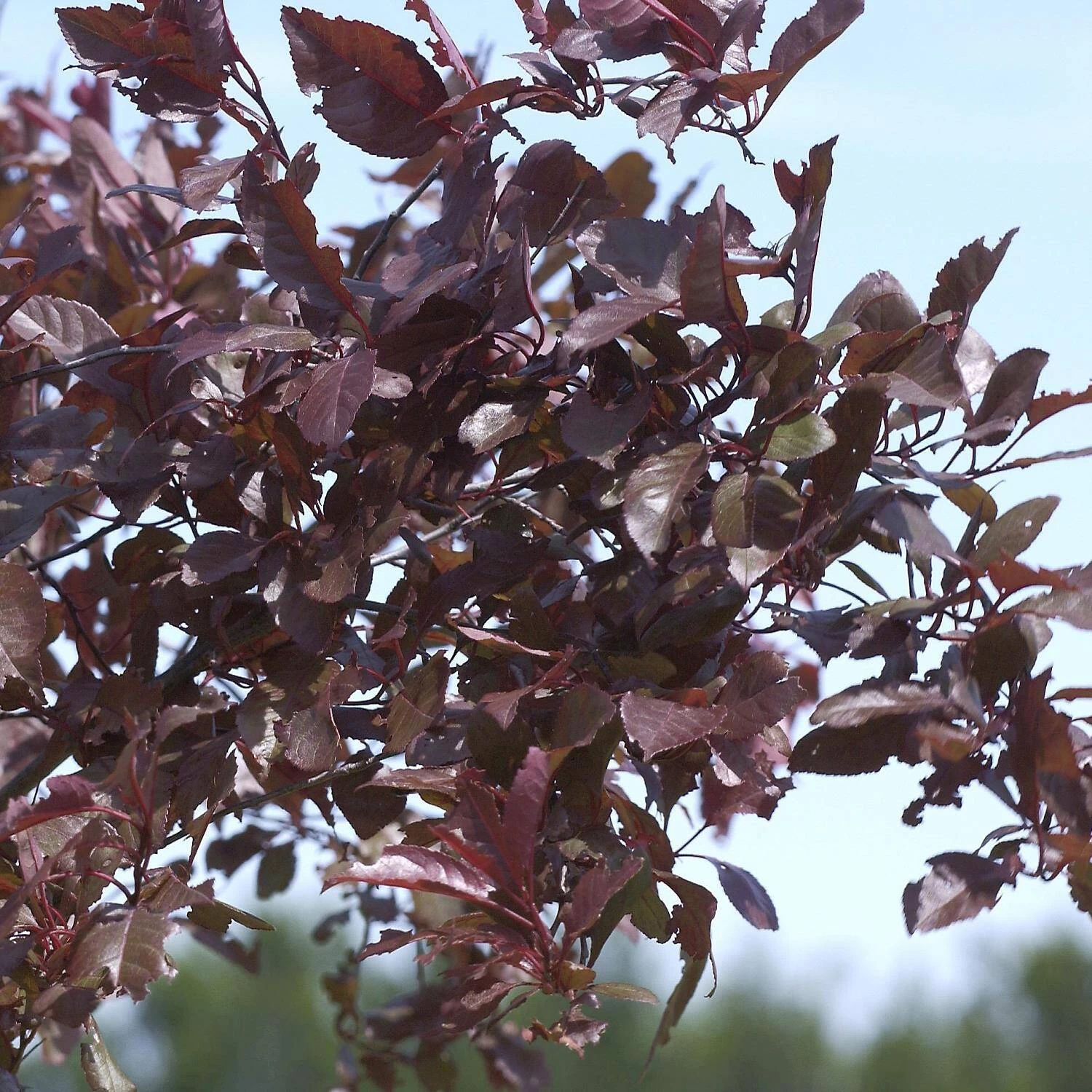 Prunus Cistena – Bild 4