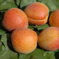 Prunus Domestica 'Mirabelle Von Nancy'