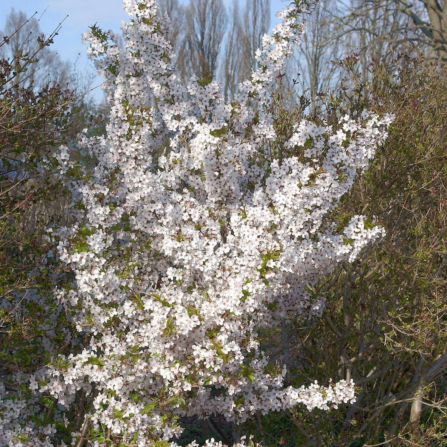 Prunus Kurilensis 'Brilliant' – Bild 2