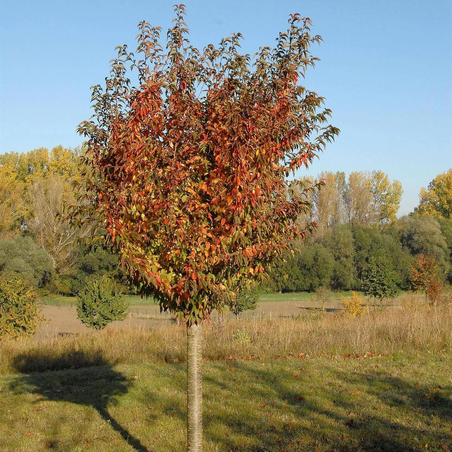 Prunus Kurilensis 'Brilliant' – Bild 3