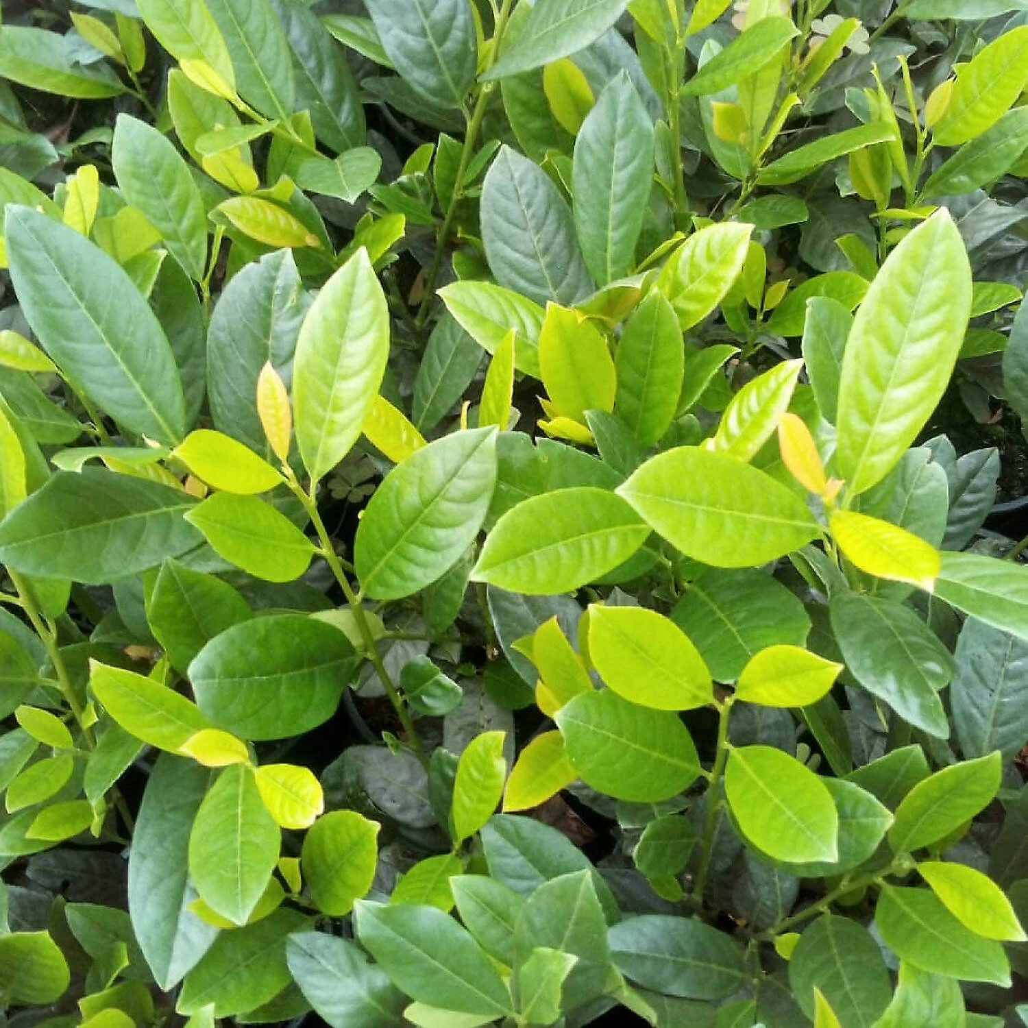 Prunus Laurocerasus 'Diana'