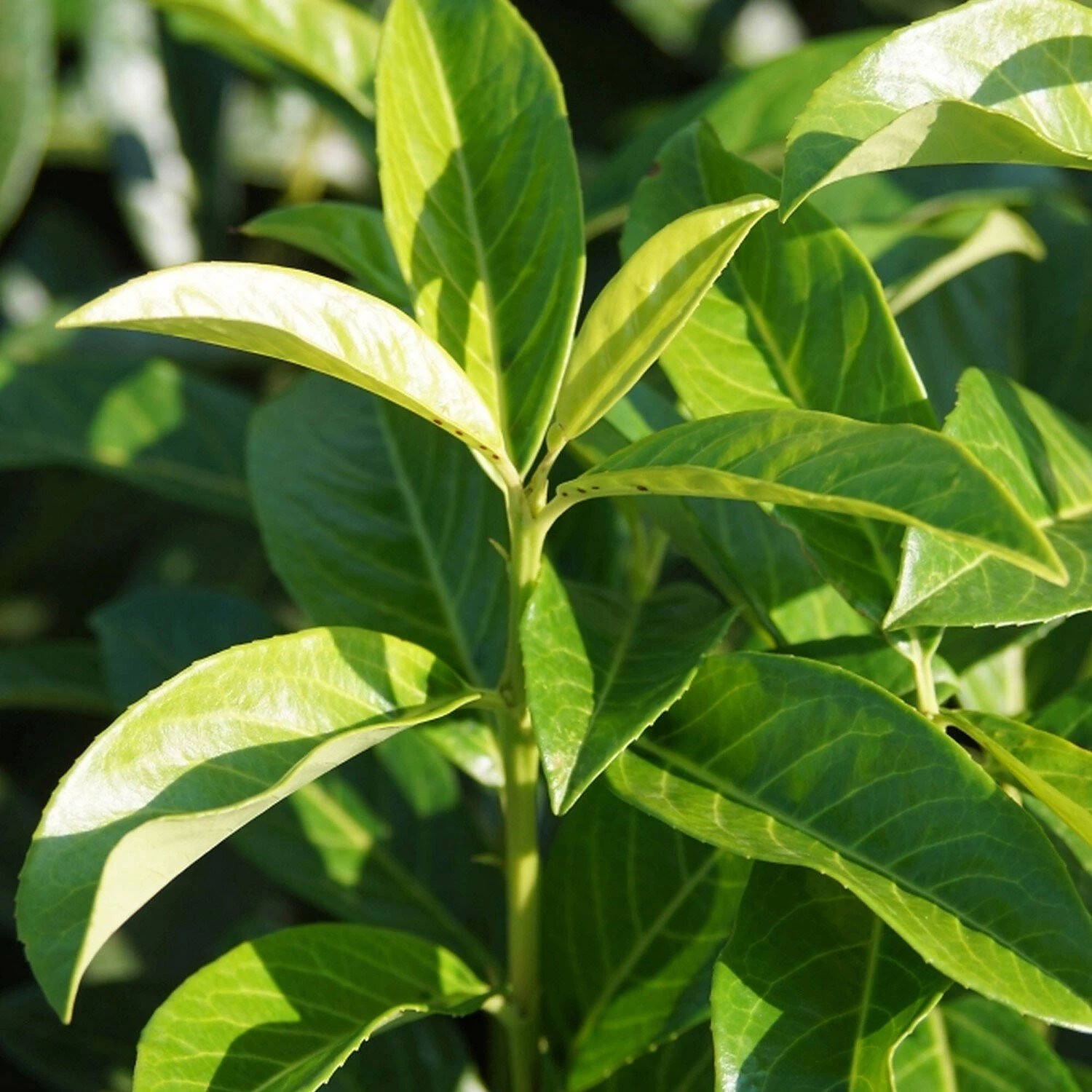 Prunus Laurocerasus 'Genolia'®