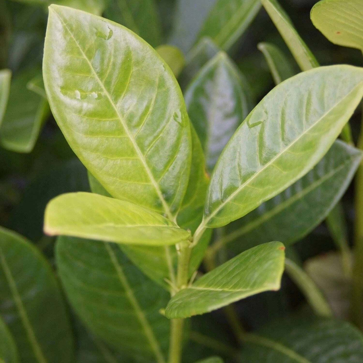 Prunus Laurocerasus 'Green Torch'®