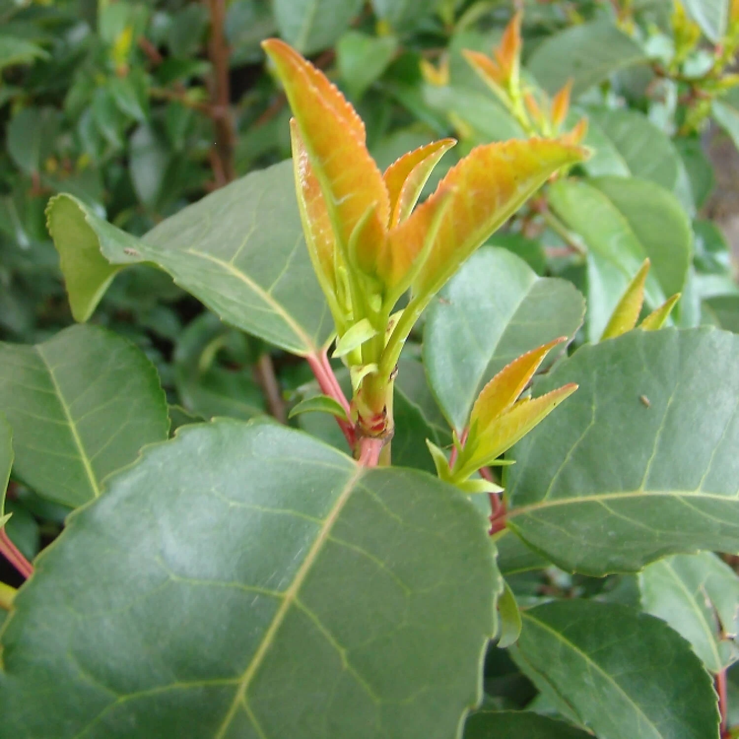 Prunus Lusitanica 'Tico'®