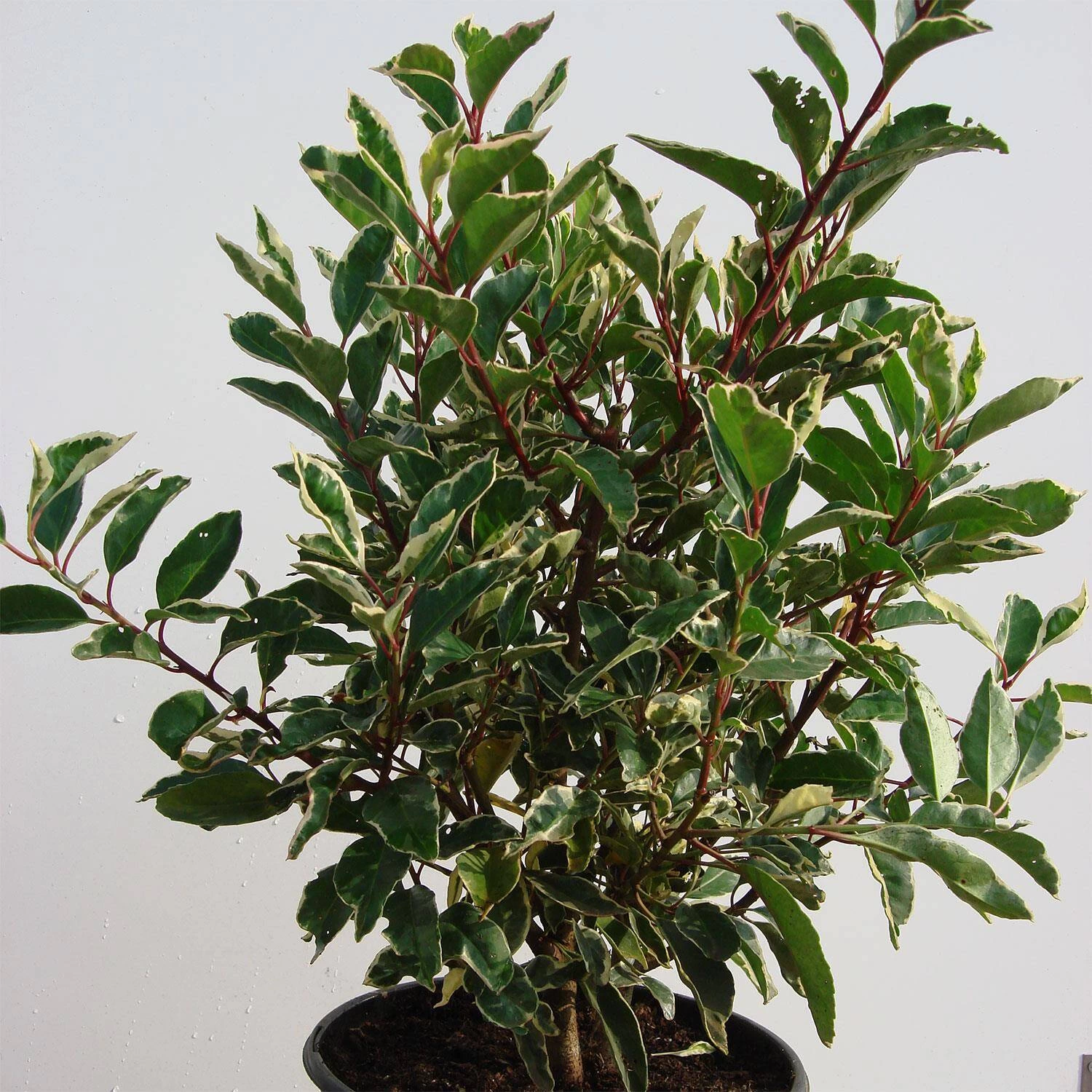 Prunus Lusitanica 'Variegata'