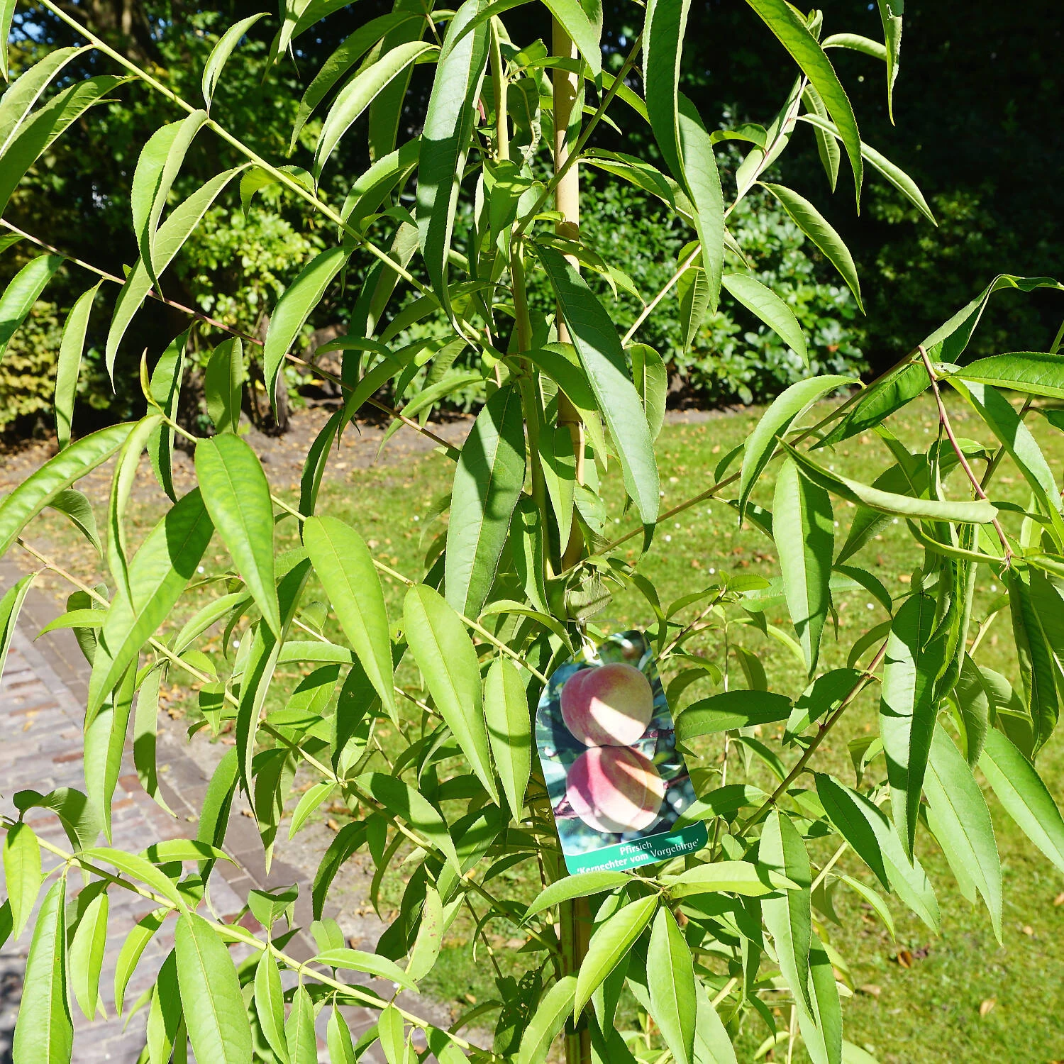 Prunus Persica 'Kernechter Vom Vorgebirge'