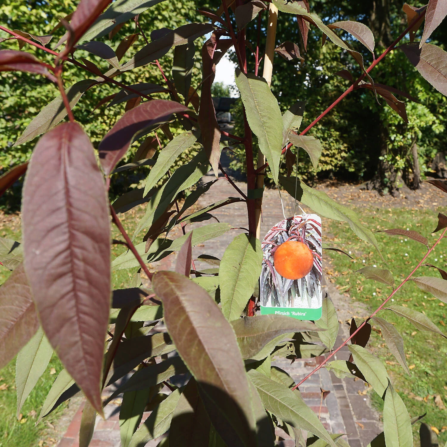 Prunus Persica 'Rubira'