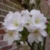 Prunus Serrulata 'Amanogawa'