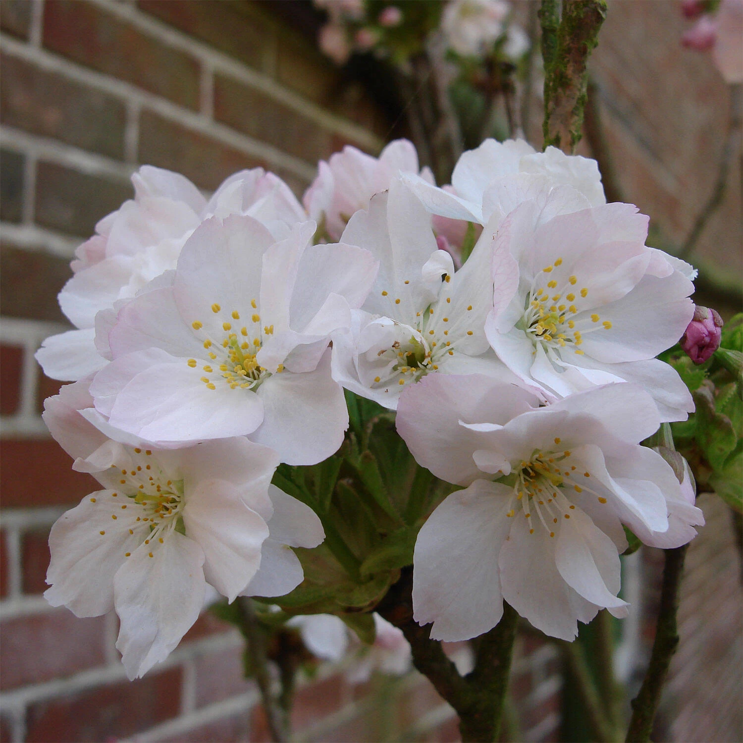 Prunus Serrulata 'Amanogawa'