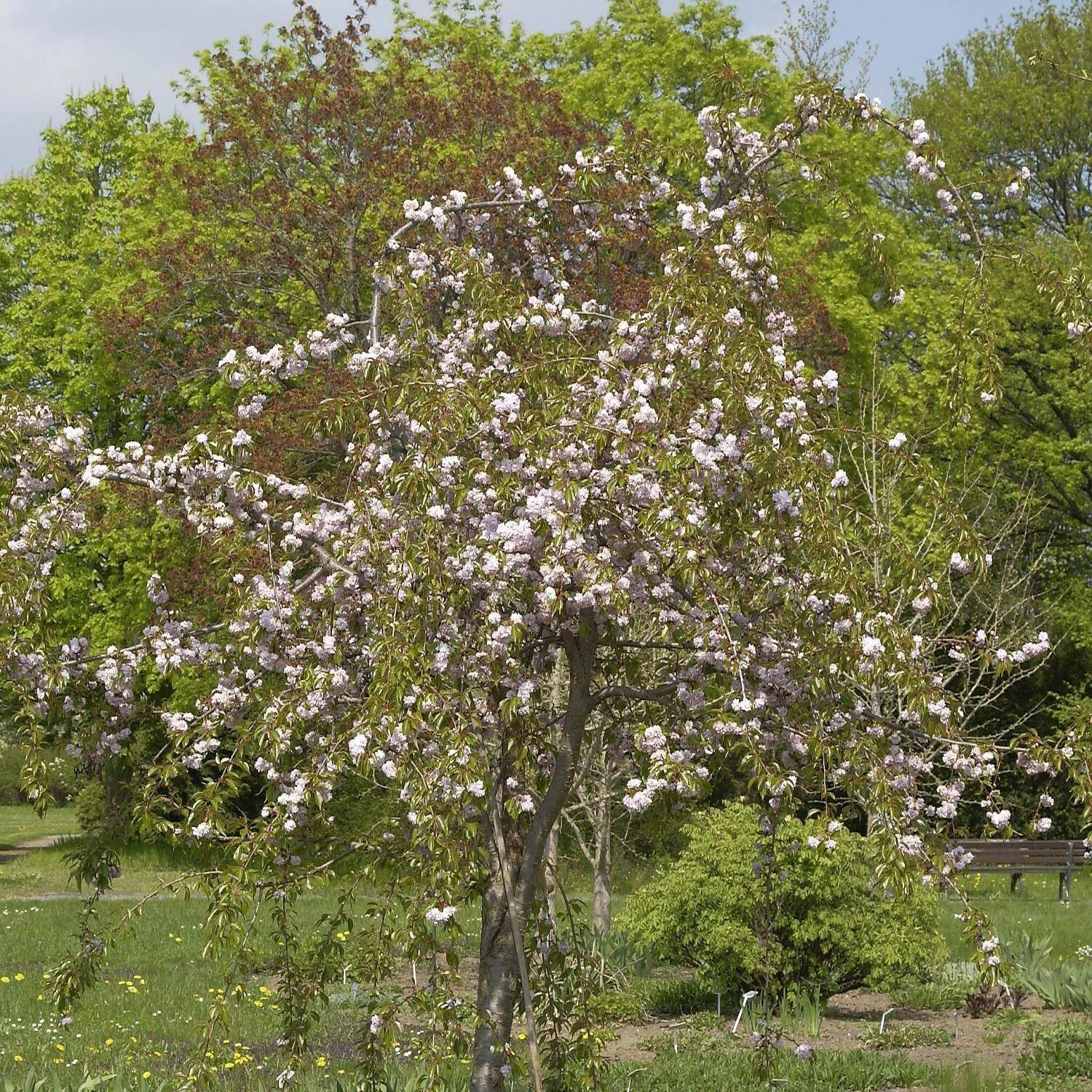 Prunus Serrulata 'Kiku-shidare-Zakura'