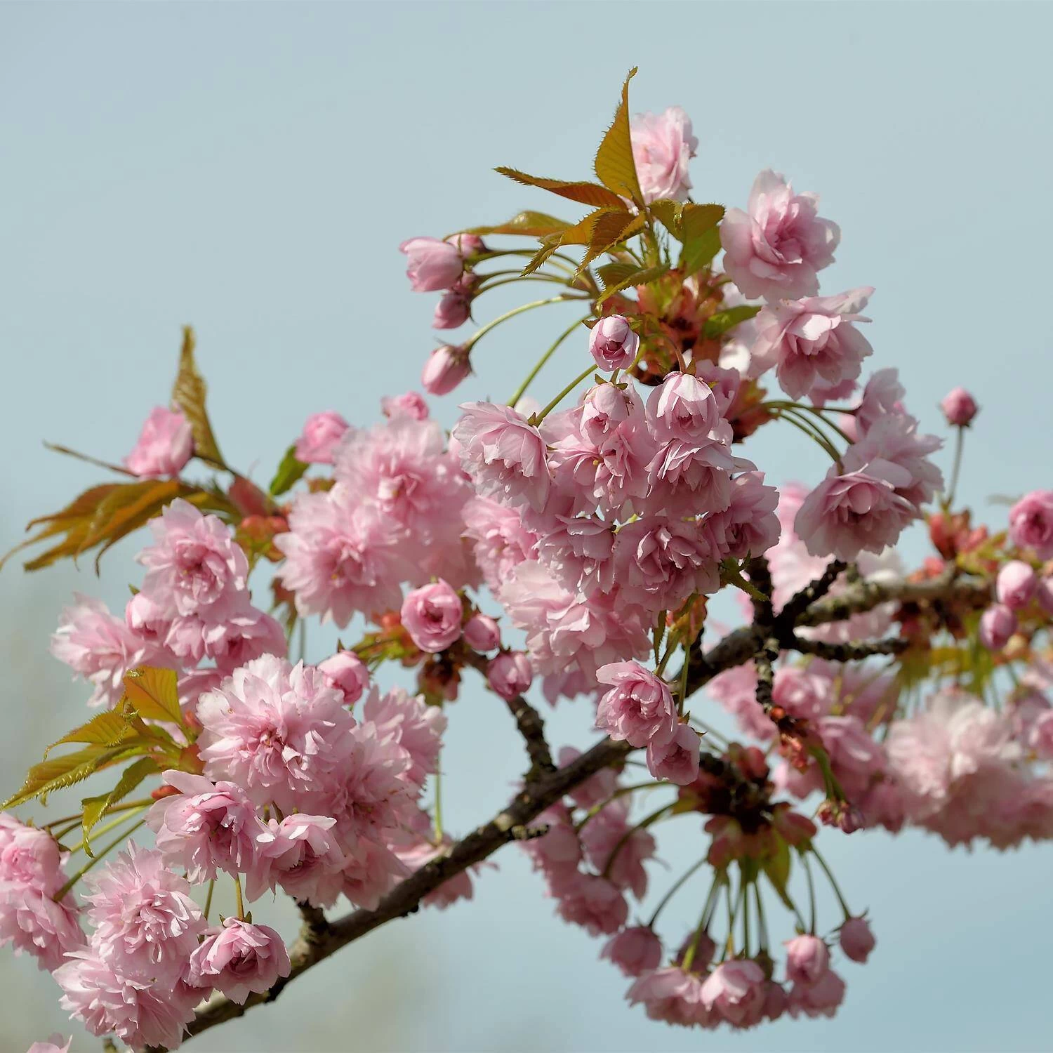 Prunus Serrulata 'Kiku-shidare-Zakura' – Bild 2
