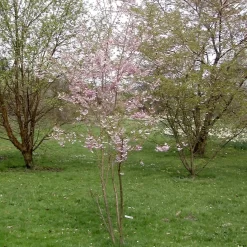 Prunus Subhirtella 'Fukubana'