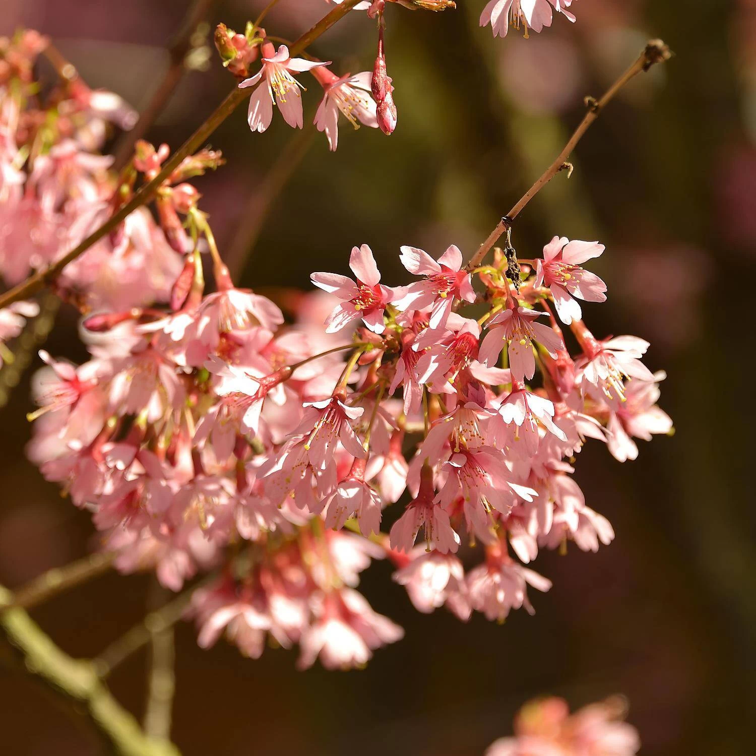 Prunus Subhirtella 'Fukubana' – Bild 2