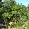 Pseudosasa Japonica