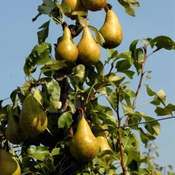 Pyrus Communis 'Conference'