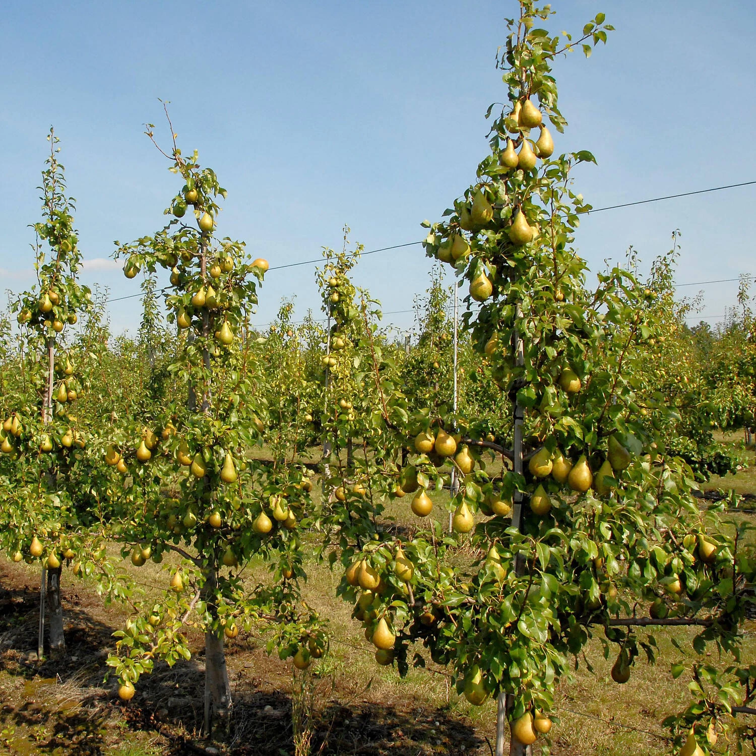 Pyrus Communis 'Conference' – Bild 2