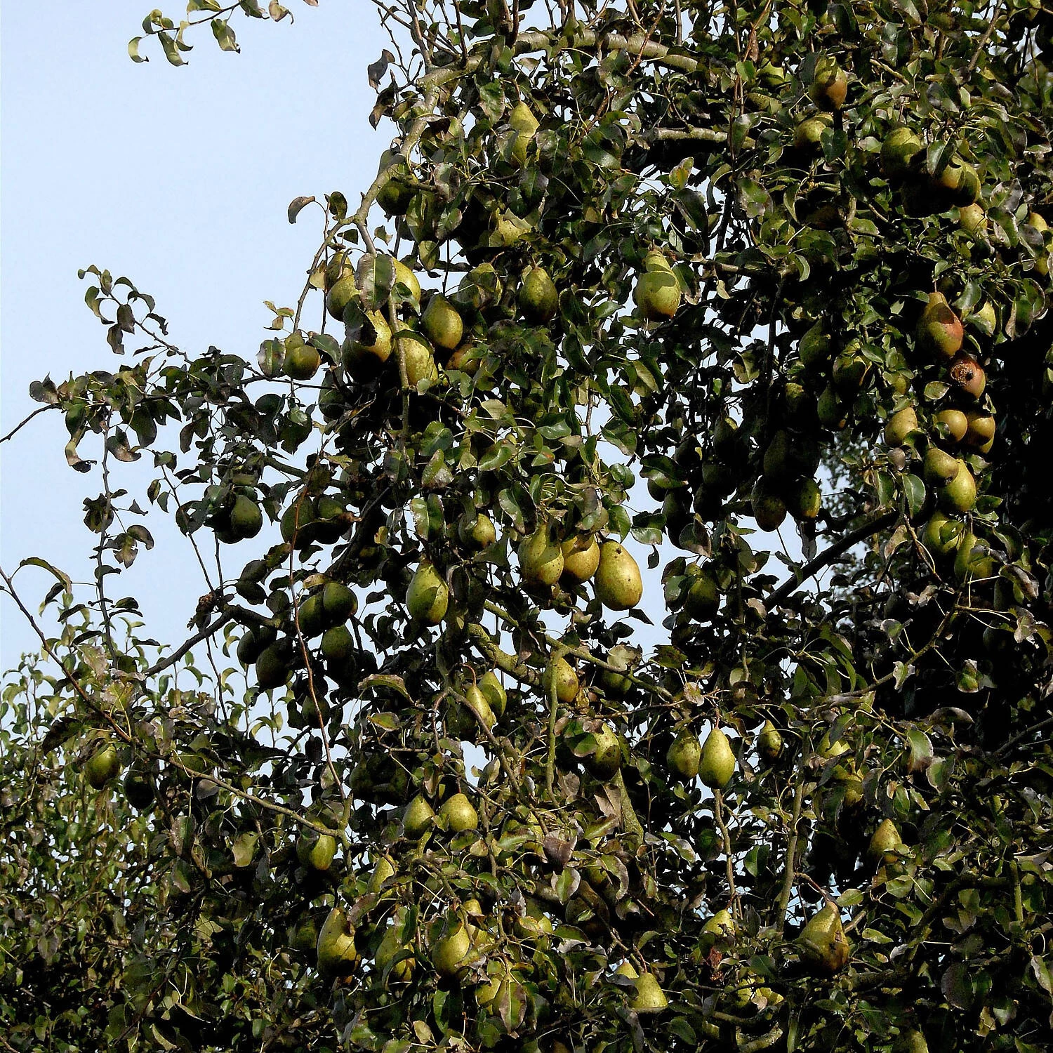 Pyrus Communis 'Gräfin Aus Paris' – Bild 2