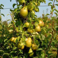 Pyrus Communis 'Williams Christ'