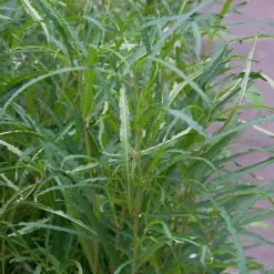 Rhamnus Frangula 'Fine Line'