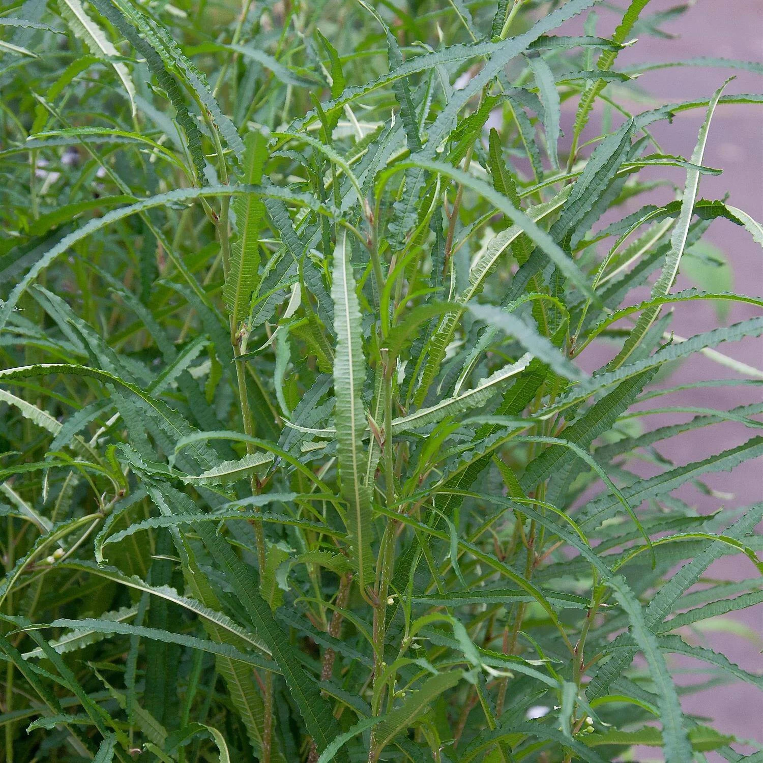 Rhamnus Frangula 'Fine Line'