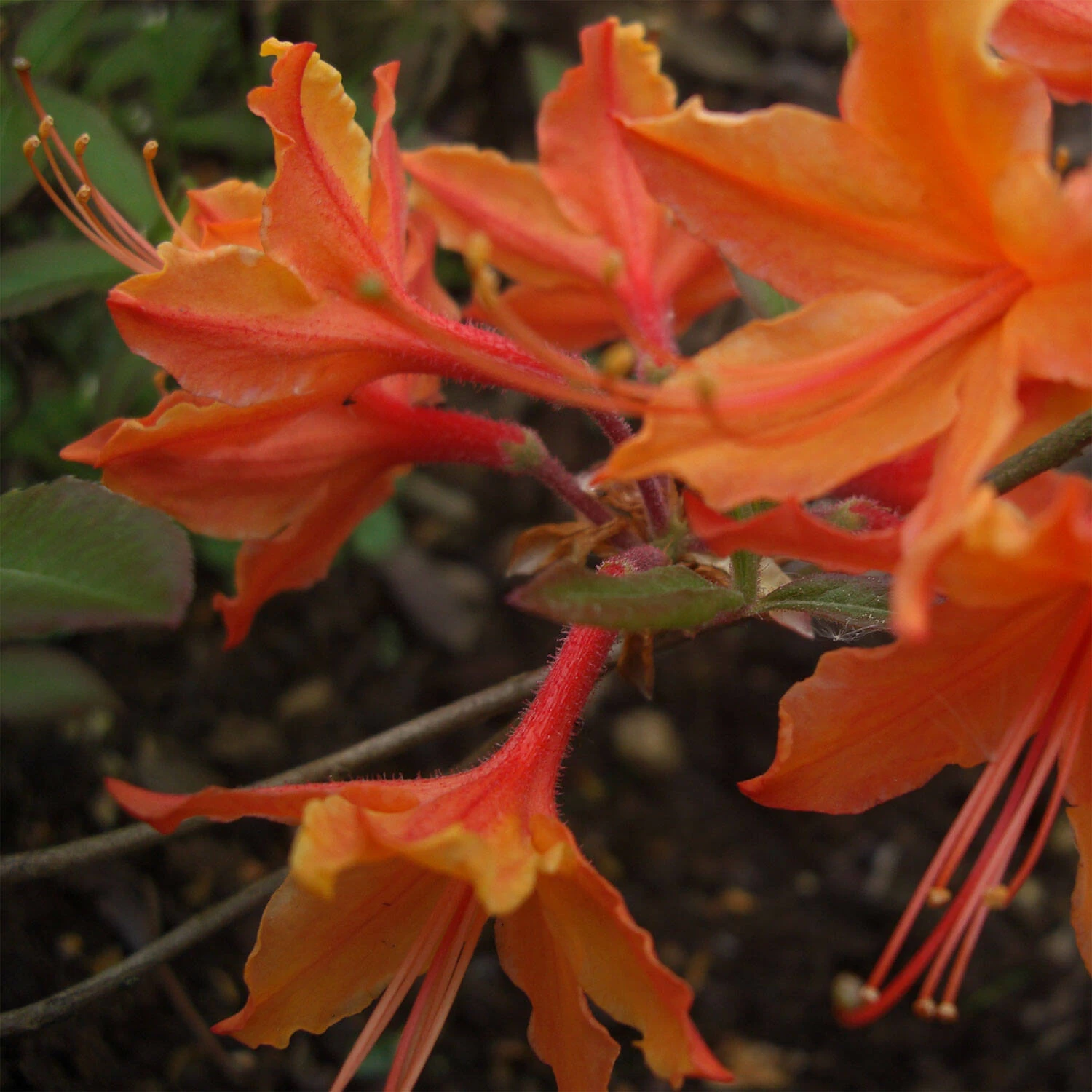 Rhododendron Austrinum 'Dons Variegated' – Bild 2