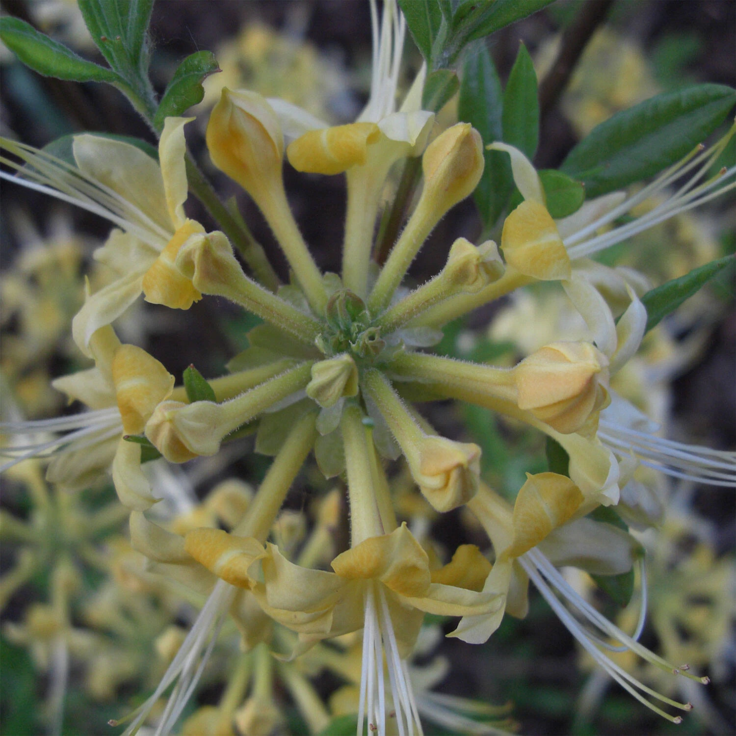 Rhododendron Austrinum 'Millie Mac'