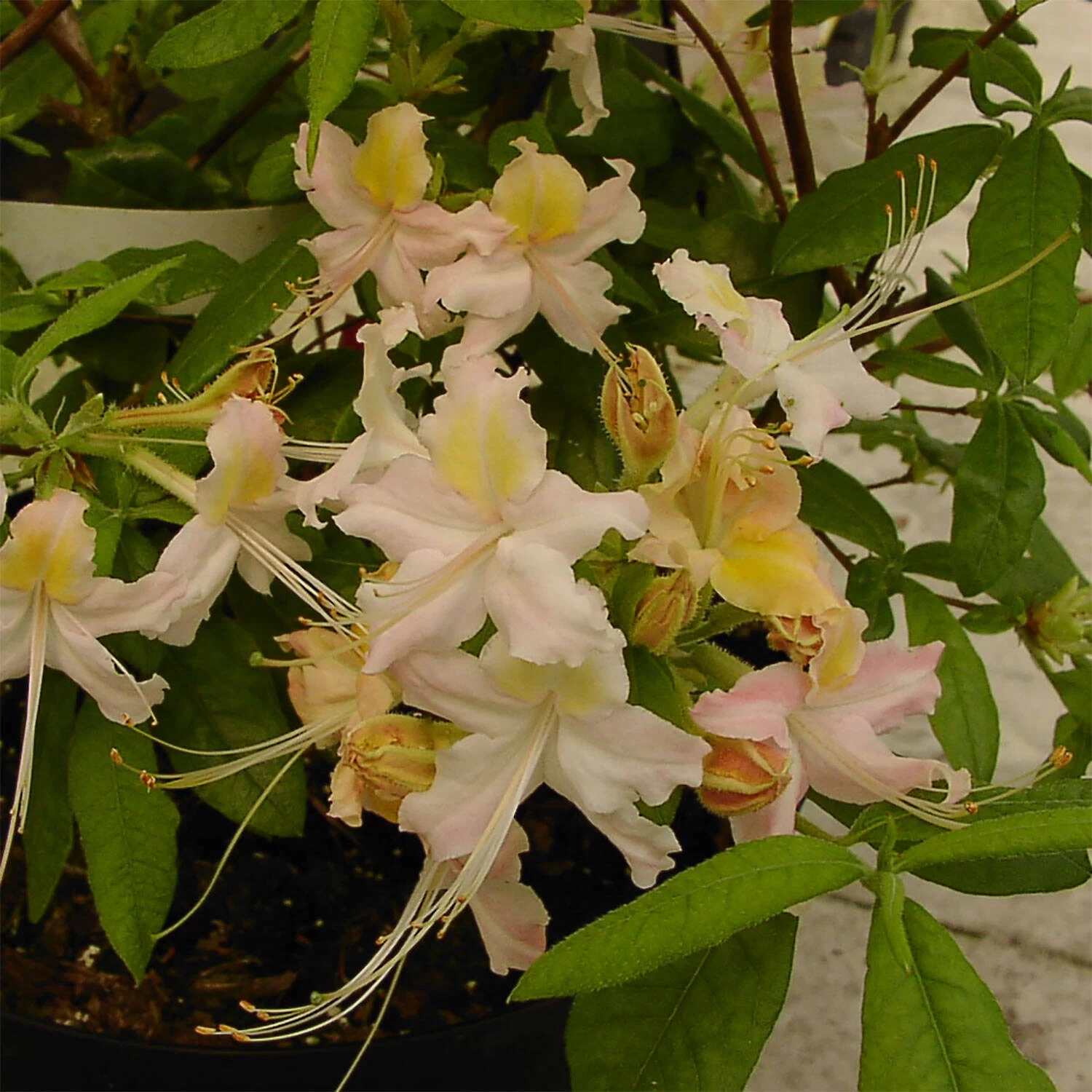 Rhododendron Beasley 'Jack Andrews'