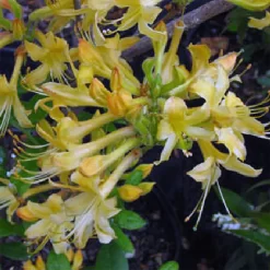 Rhododendron Beasley 'My Mary'