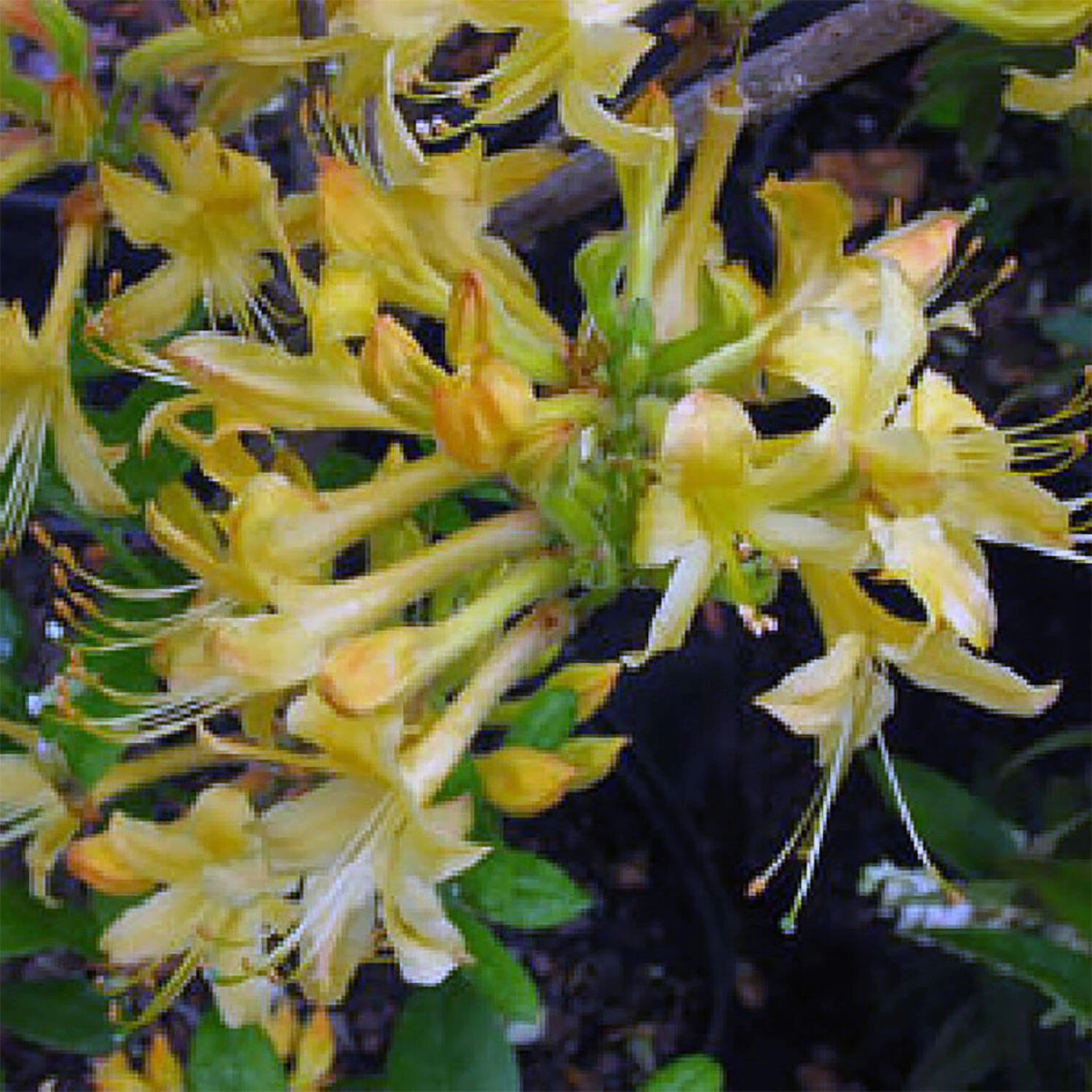Rhododendron Beasley 'My Mary'