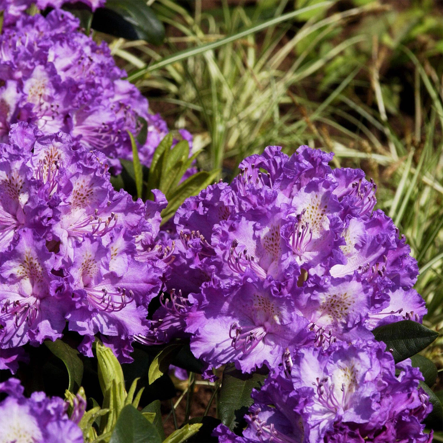 Rhododendron Hybride 'Alfred'
