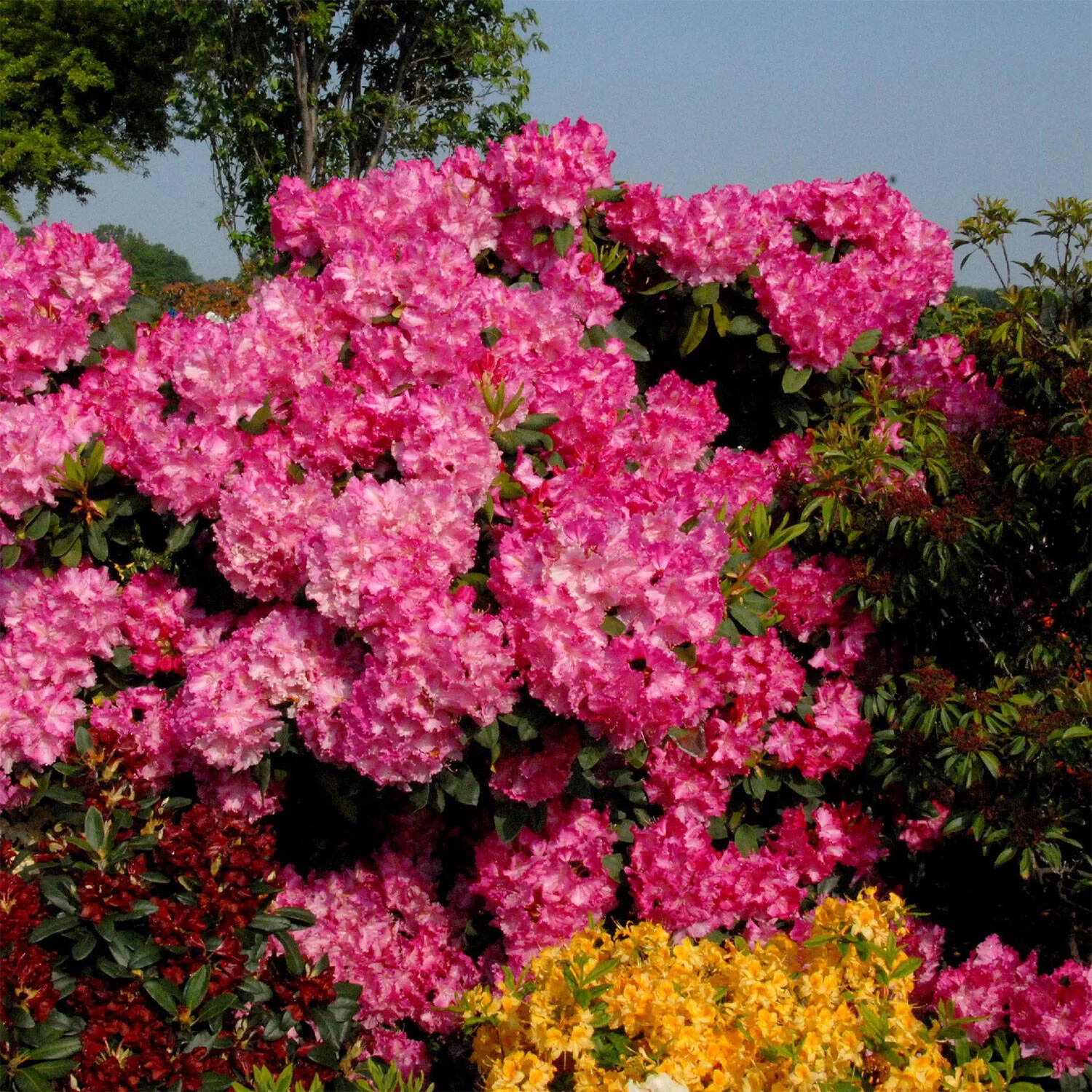 Rhododendron Hybride 'Anastasia'