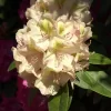 Rhododendron Hybride 'Belkanto'