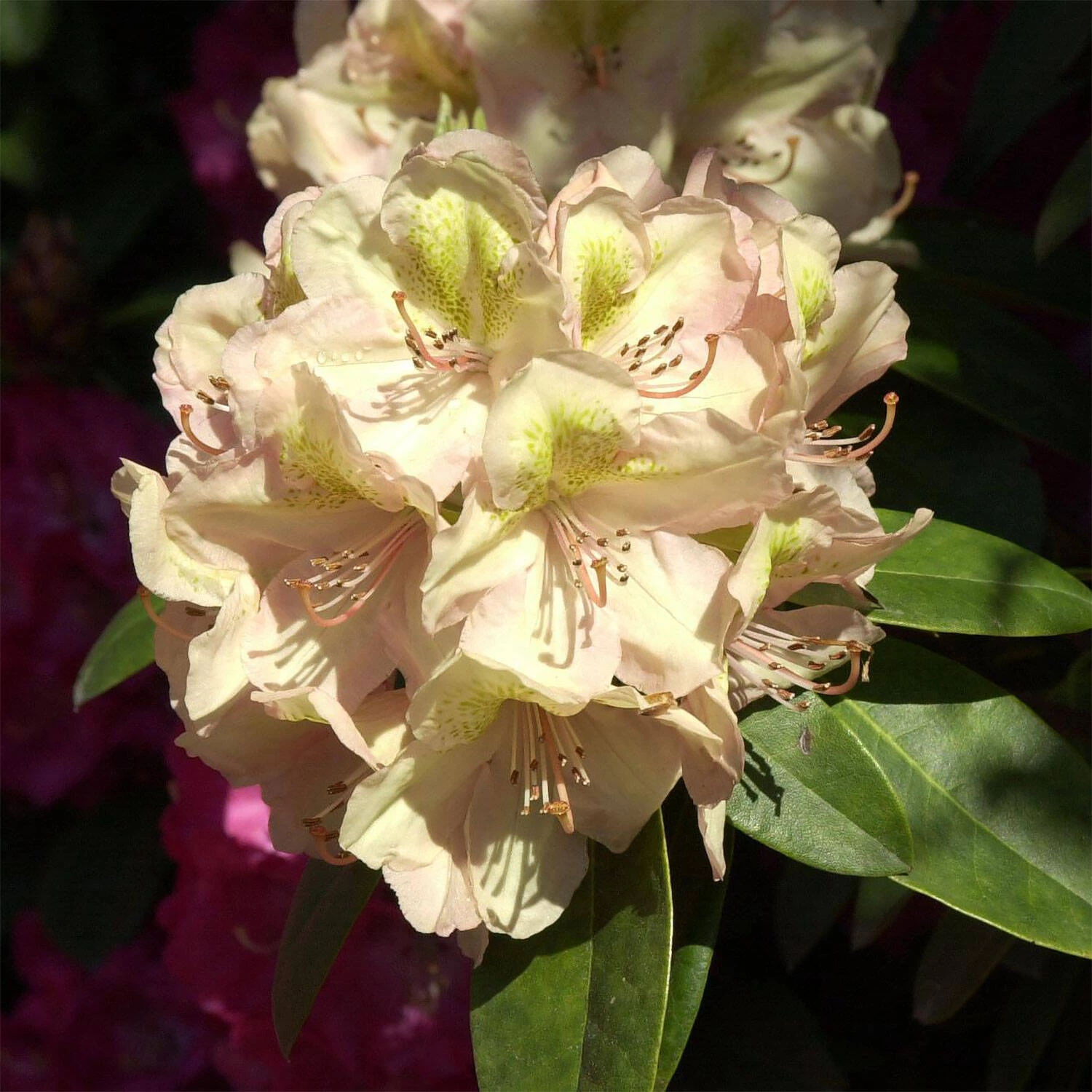 Rhododendron Hybride 'Belkanto'